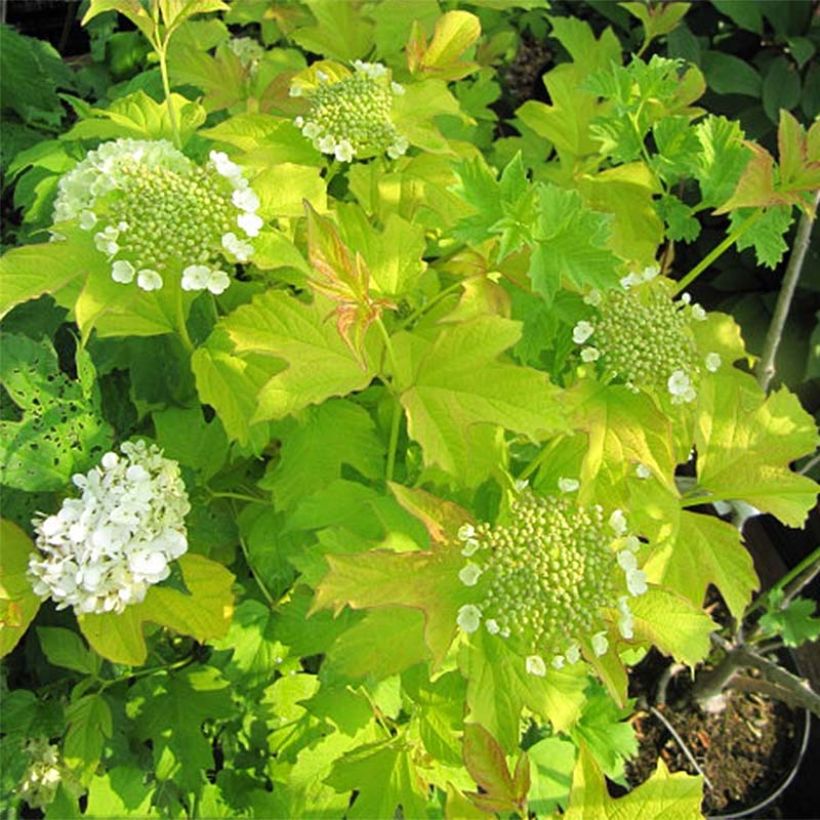 Gewöhnlicher Schneeball Park Harvest - Viburnum opulus (Blüte)