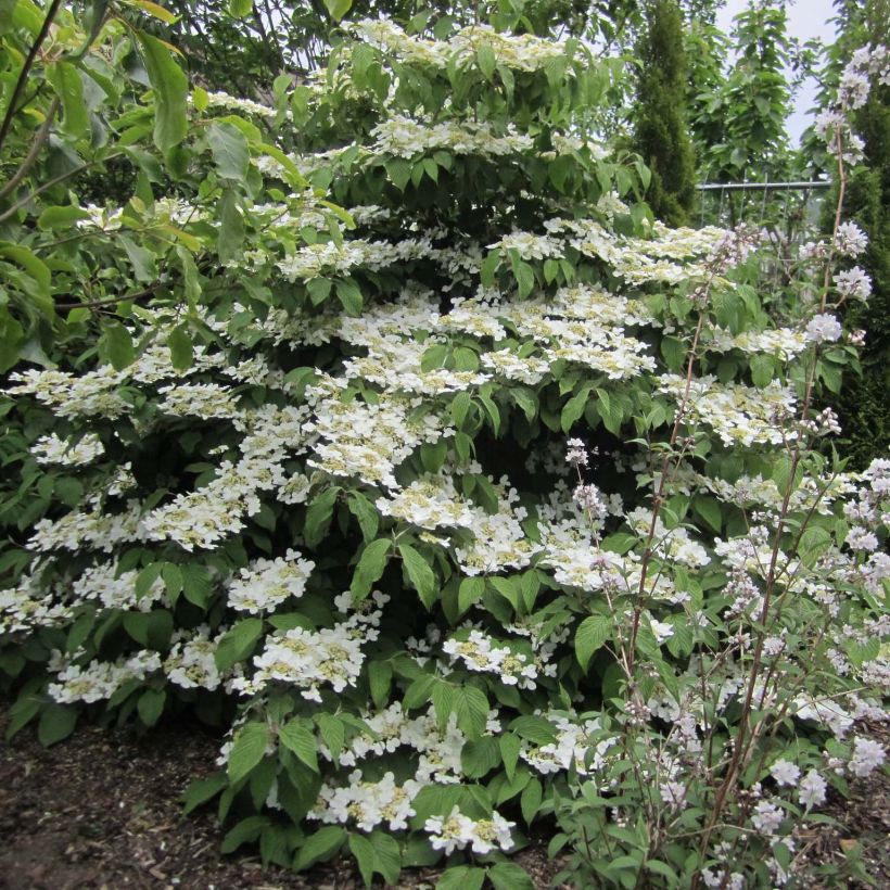 Japanischer Schneeball Lanarth - Viburnum plicatum (Hafen)