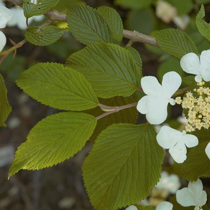 Japanischer Schneeball Mariesii - Viburnum plicatum (Laub)