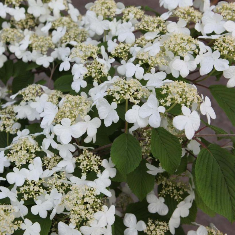 Japanischer Schneeball Mariesii - Viburnum plicatum (Blüte)