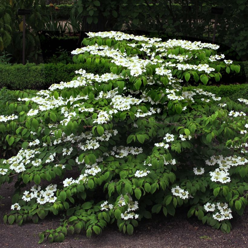 Japanischer Schneeball Mariesii - Viburnum plicatum (Hafen)