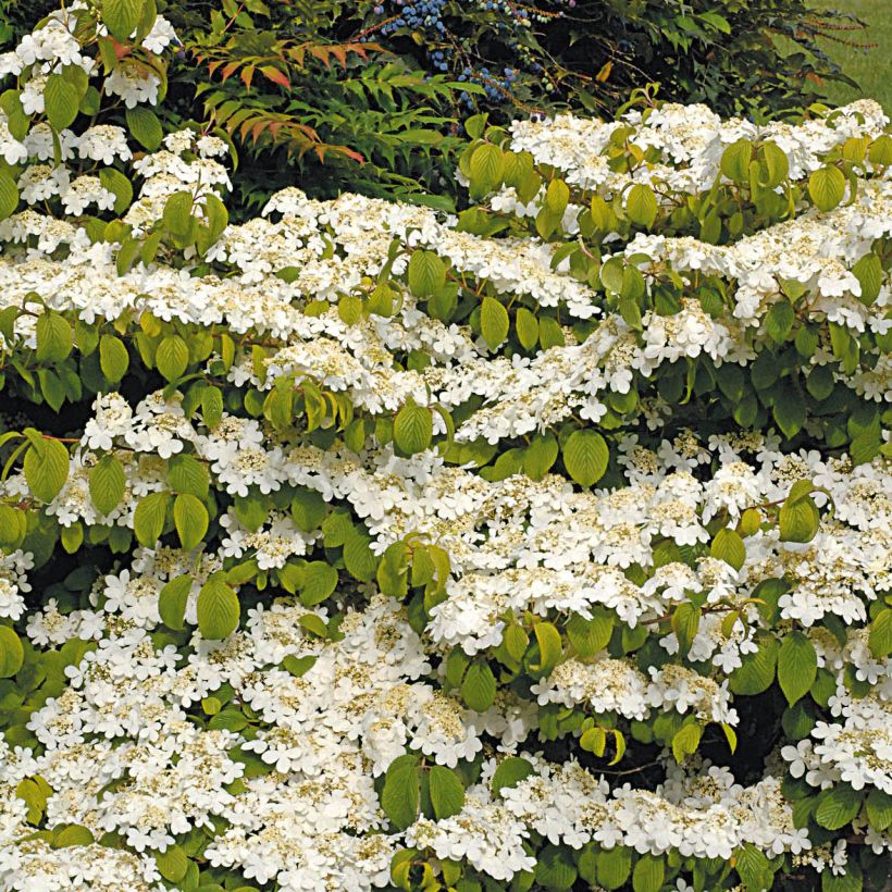 Japanischer Schneeball Mariesii Great Star - Viburnum plicatum (Hafen)