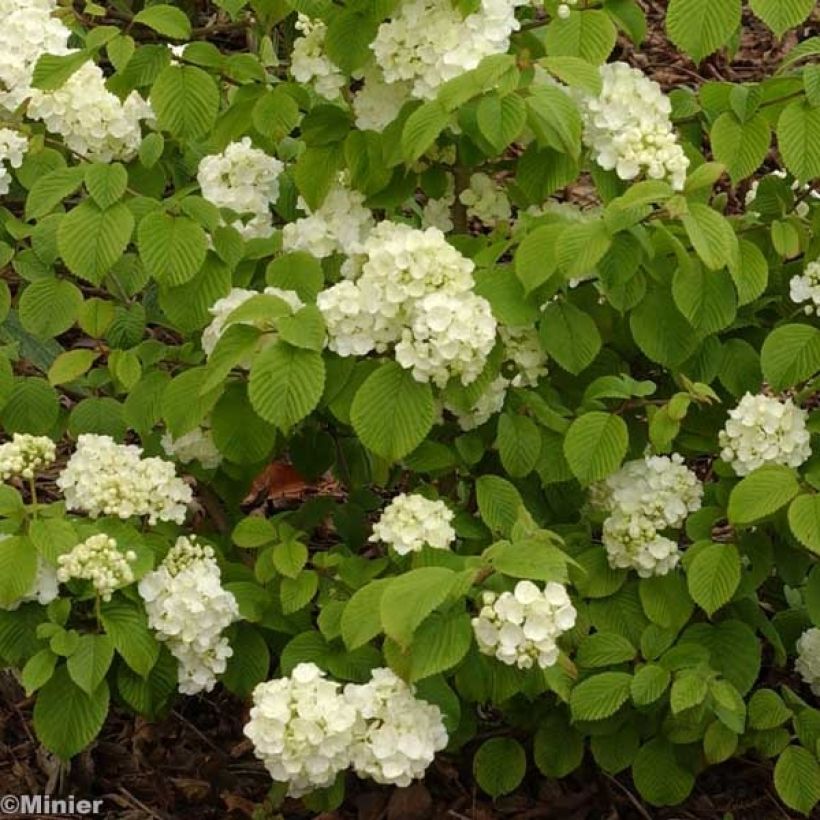 Japanischer Schneeball Popcorn - Viburnum plicatum (Blüte)