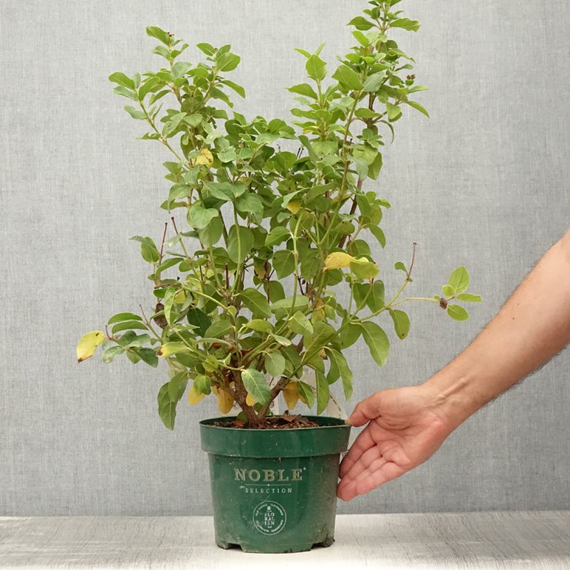 Exemplar von Viburnum tinus Lisarose - Pot de 3,5L wie im Sommer geliefert