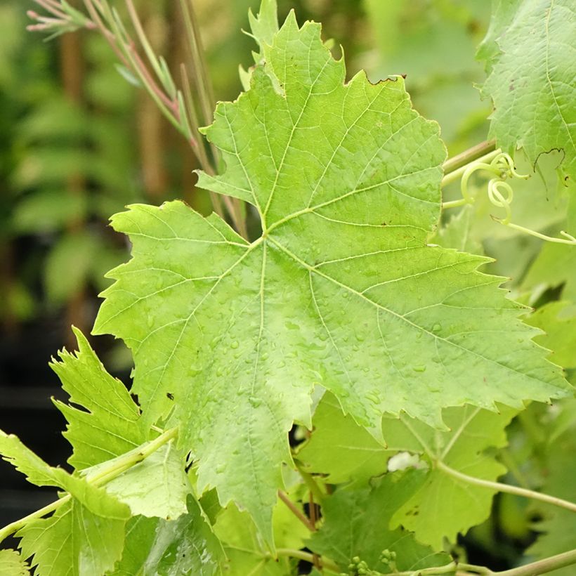 Weinrebe Ampelia Candin (Laub)