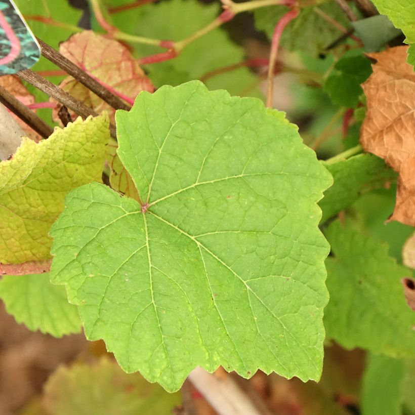 Amur-Rebe Amurensis - Vitis amurensis (Laub)