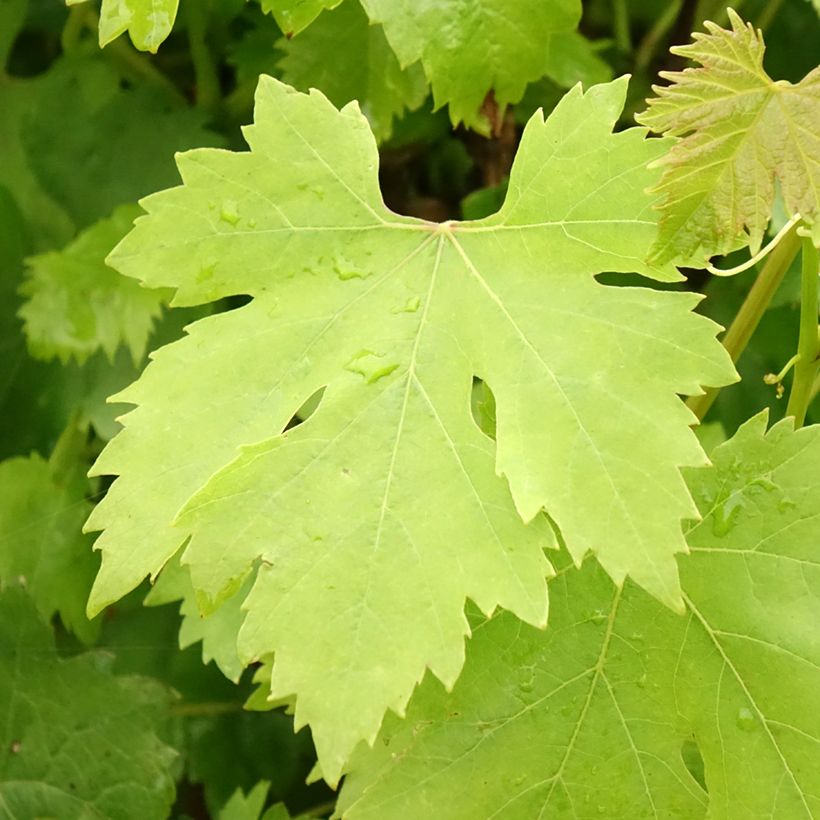 Weinrebe Cardinal (Laub)