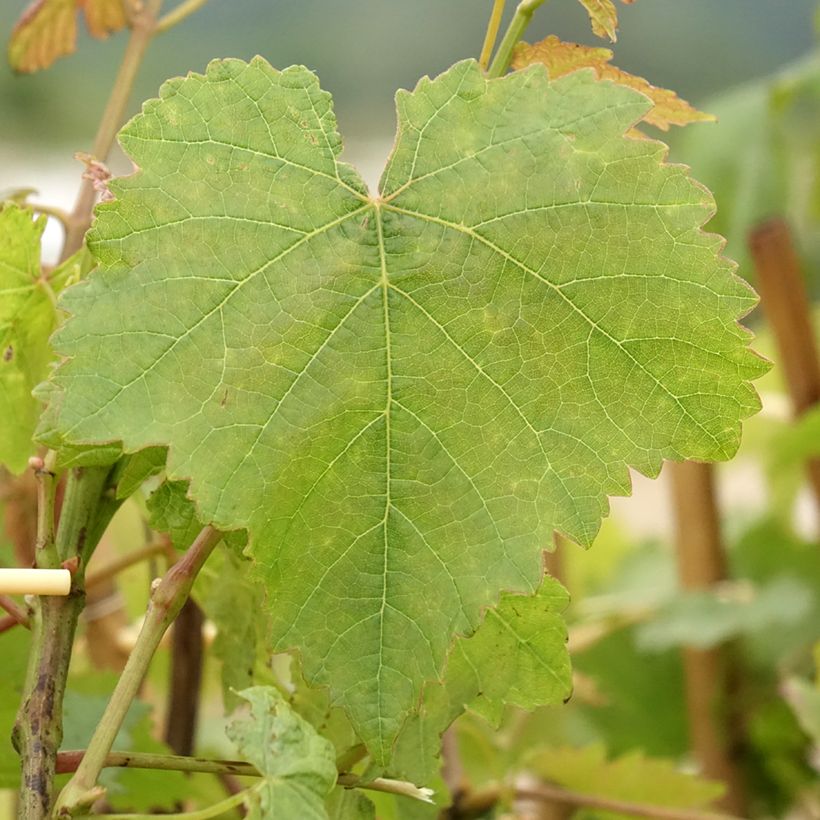 Weinrebe Chasselas doré (Laub)