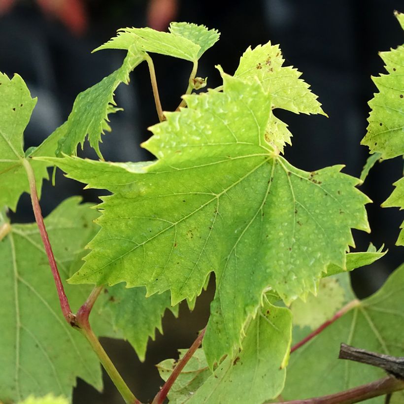 Weinrebe Chasselas De Fontainebleau (Laub)