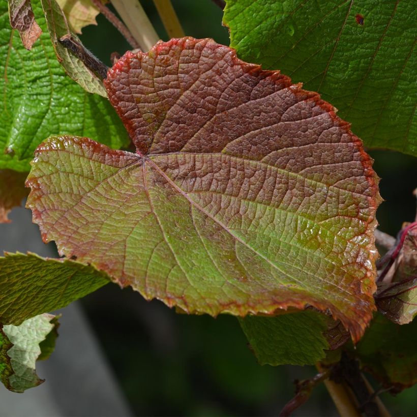 Vitis coignetiae - Zier-Wein (Laub)