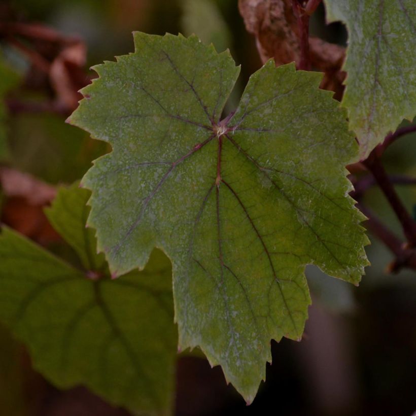 Weinrebe Purpurea (Laub)