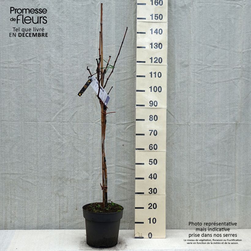 Exemplar von Vigne de table Rhea - Vitis vinifera - Pot de 7,5L/10L wie im Winter geliefert