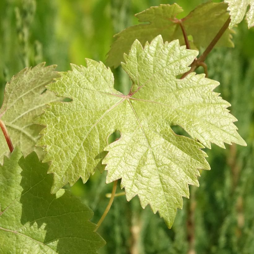 Weinrebe Roi des Précoces (Laub)