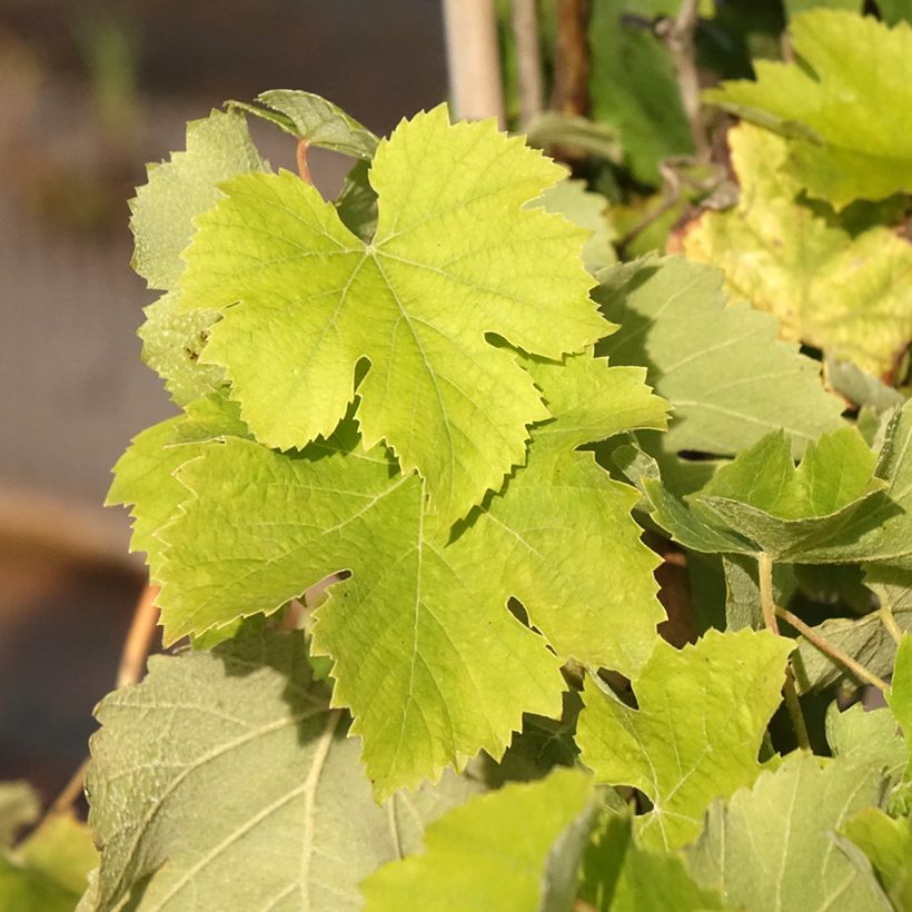 Weinrebe Delizia di Vaprio (Laub)