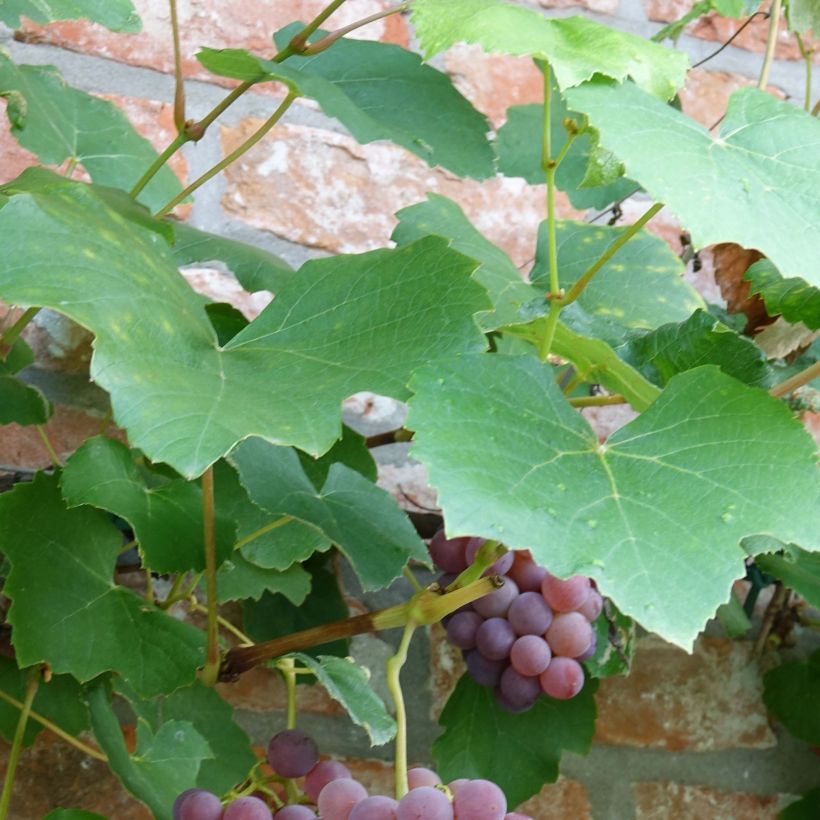 Weinrebe Fragola Nera - Vitis labrusca x vinifera (Laub)