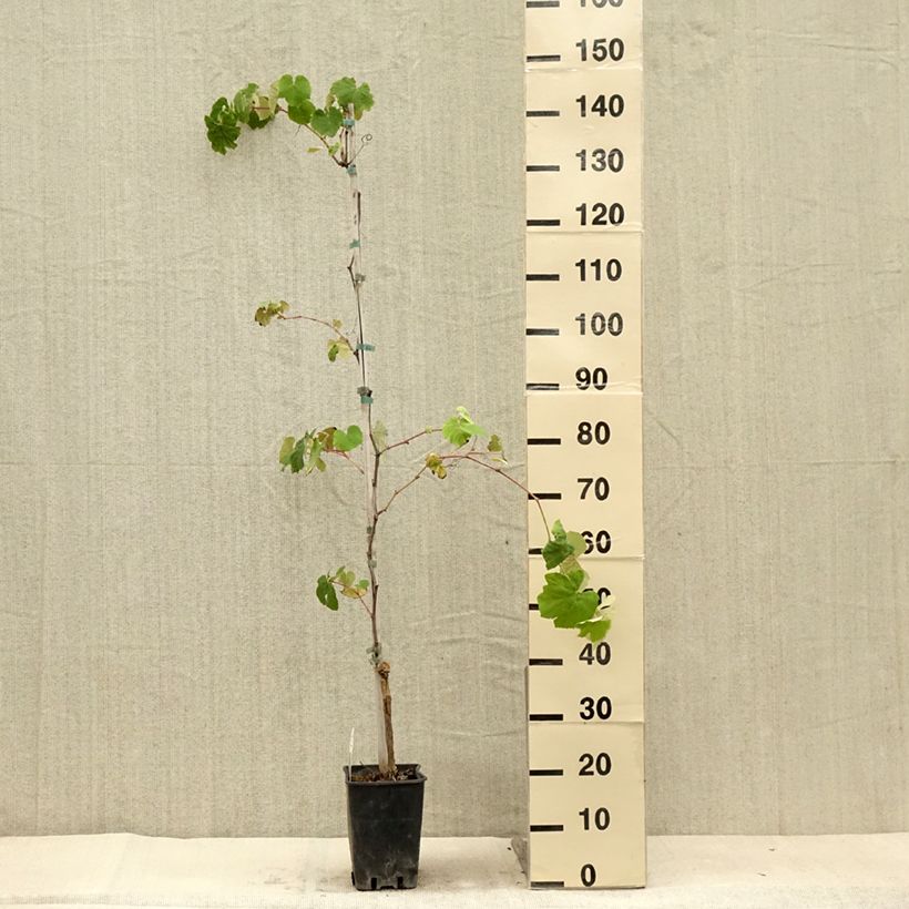 Exemplar von Weinrebe Fragola Nera - Vitis labrusca x vinifera Topf mit 4L/5LGelieferte Höhe ca. 100/150cm wie im Sommer geliefert