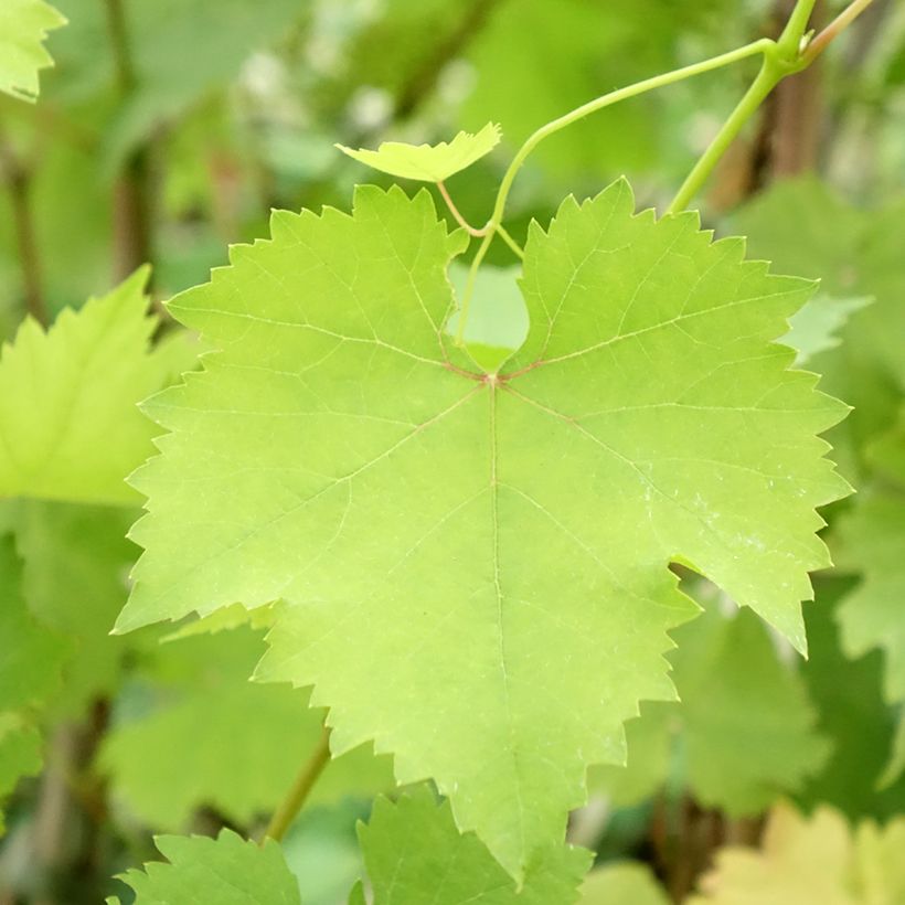 Weinrebe Madeleine Royale (Laub)