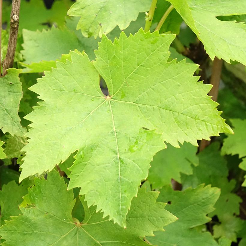 Weinrebe Muscat d'Alexandrie (Laub)