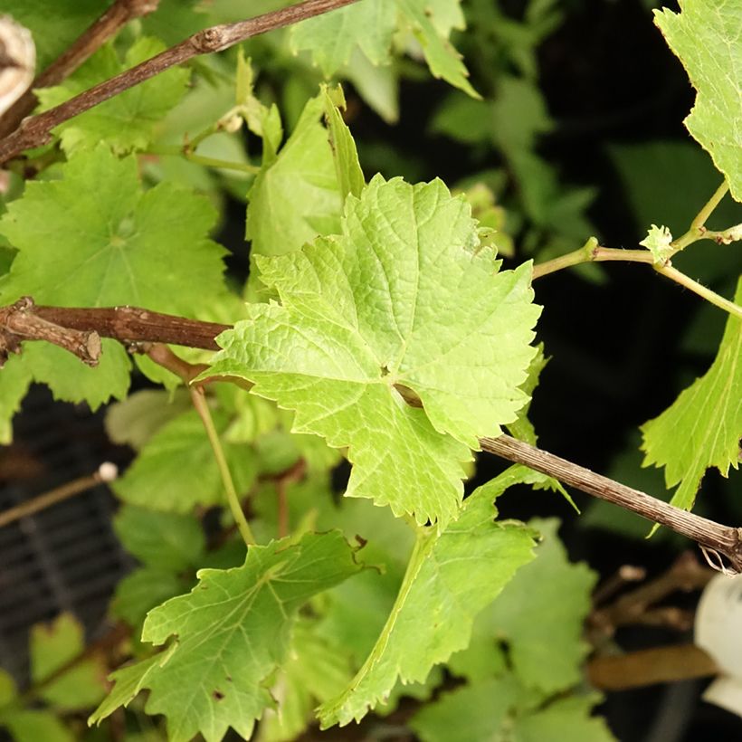 Weinrebe Perle de Csaba (Laub)