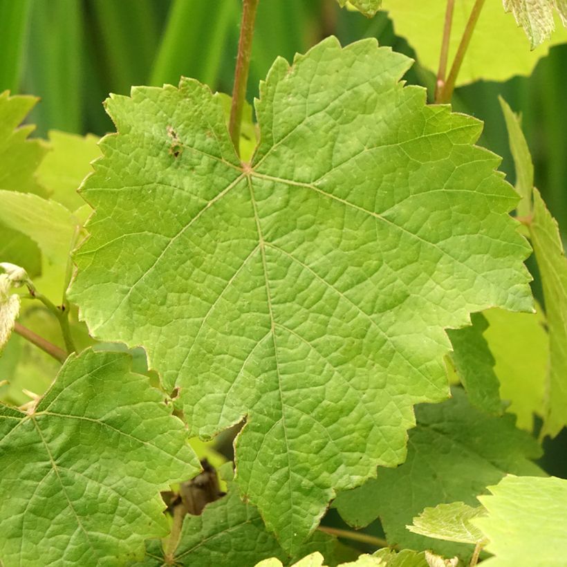 Weinrebe Pied de Perdrix (Laub)