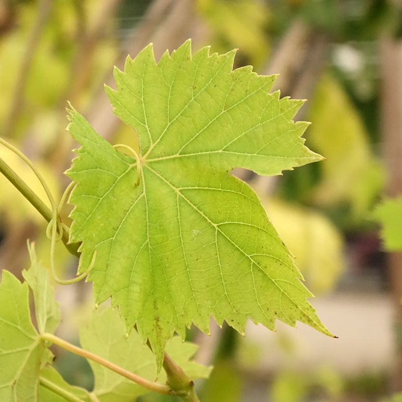 Weinrebe Regent (Laub)