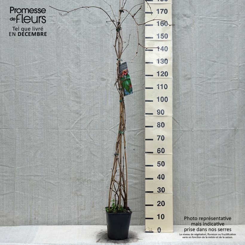 Exemplar von Gewöhnliche Jungfernrebe - Parthenocissus viteacea Topf mit 4L/5LGelieferte Höhe ca. 100/150cm wie im Winter geliefert