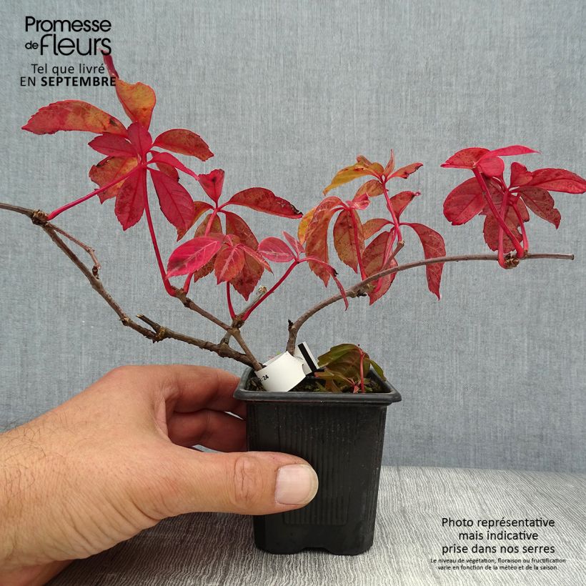 Exemplar von Vigne vierge de Henry - Parthenocissus henryana en godet de 9cm wie im Herbst geliefert