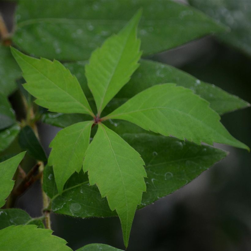 Wilder Wein Engelmannii - Parthenocissus quinquefolia (Laub)