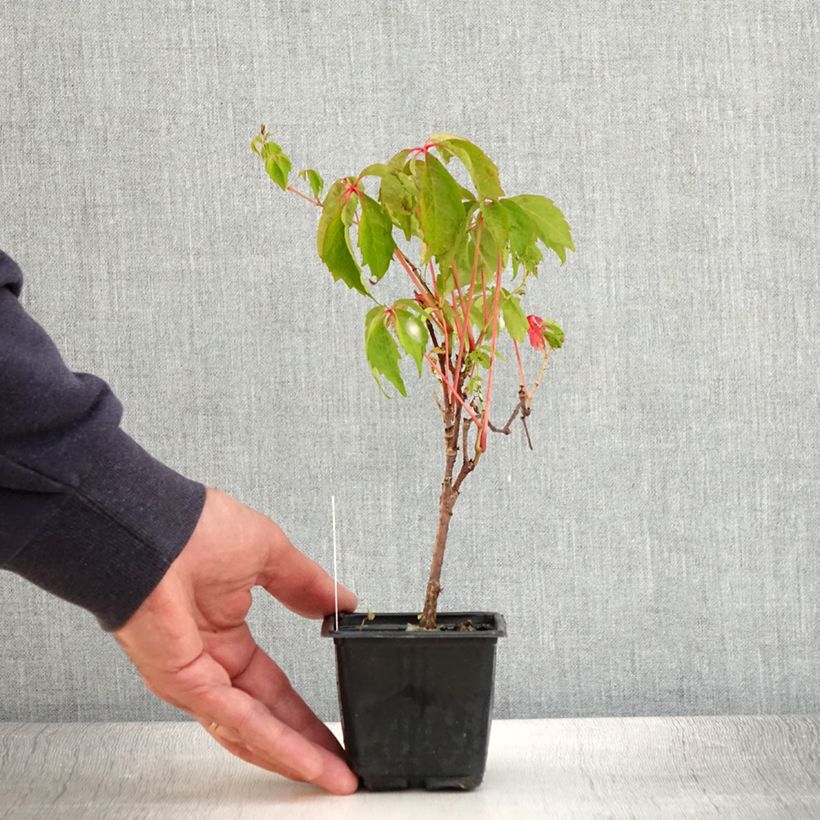 Exemplar von Vigne vierge - Parthenocissus quinquefolia Engelmannii en godet de 9cm wie im Sommer geliefert