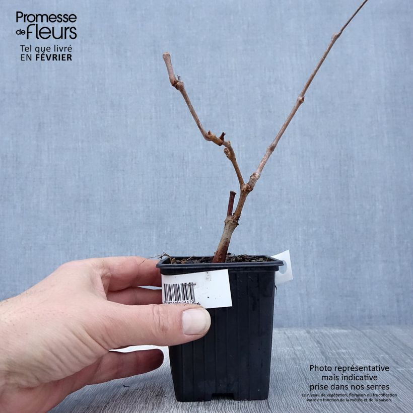 Exemplar von Vigne vierge - Parthenocissus quinquefolia Kirigami Godet de 9cm wie im Winter geliefert