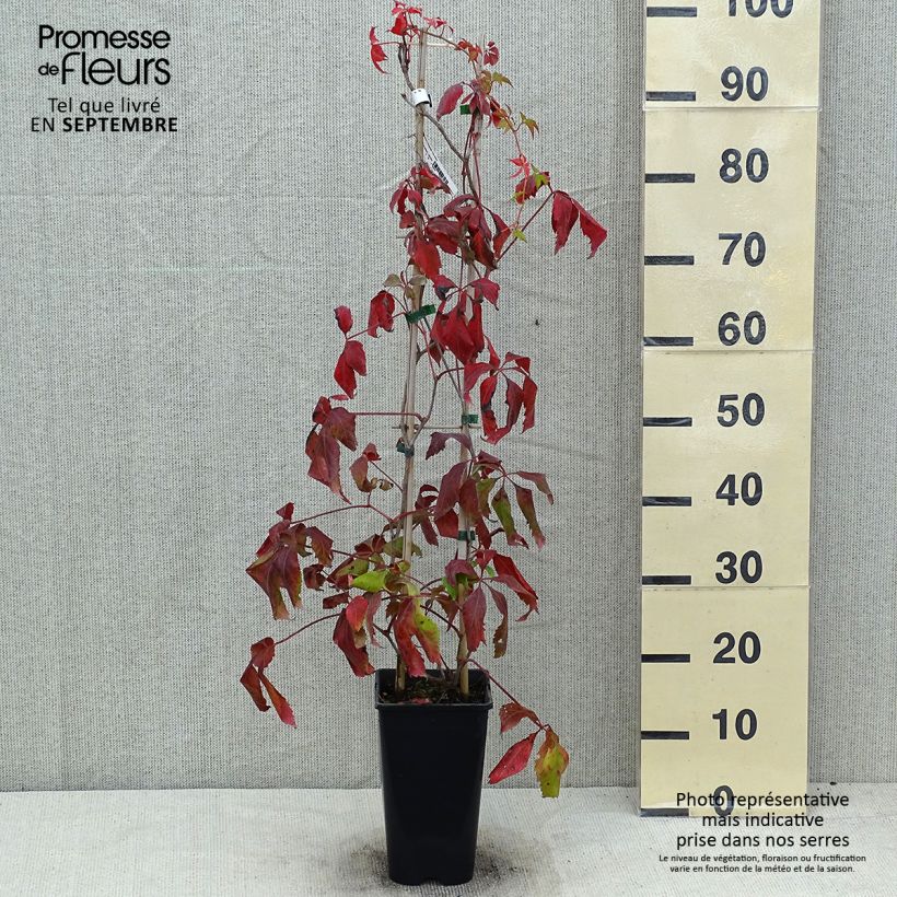 Exemplar von Wilder Wein Murorum - Parthenocissus quinquefolia wie im Sommer geliefert