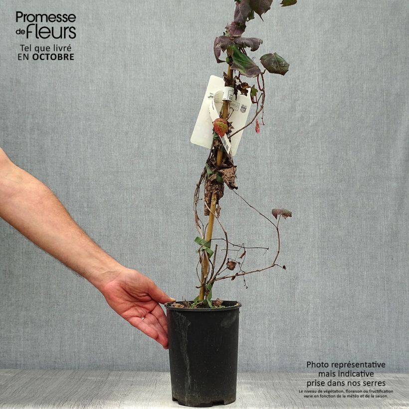 Exemplar von Vigne vierge - Parthenocissus tricuspidata atropurpurea Pot de 2/3L wie im Herbst geliefert