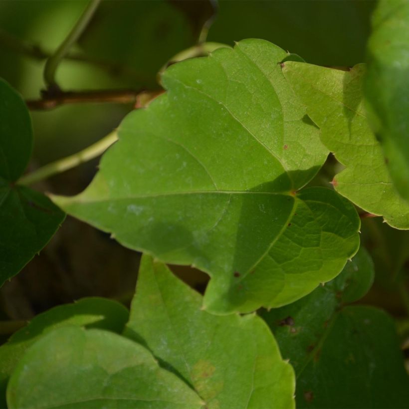 Kletterwein Fenway Park - Parthenocissus tricuspidata (Laub)