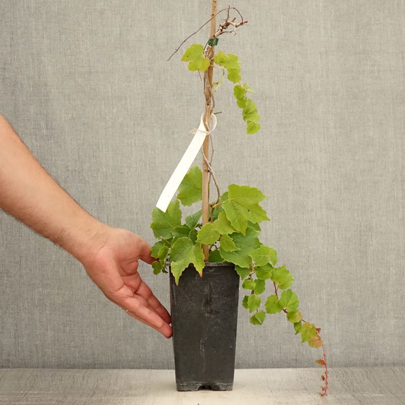 Exemplar von Kletterwein Veitchii Robusta - Parthenocissus tricuspidata Topf mit 1,5L/2LGelieferte Höhe ca. 30/40cm wie im Sommer geliefert