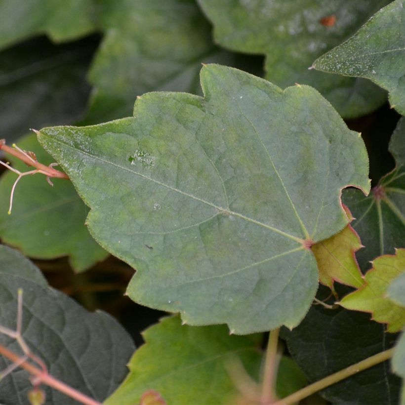 Kletterwein Veitchii - Parthenocissus tricuspidata (Laub)