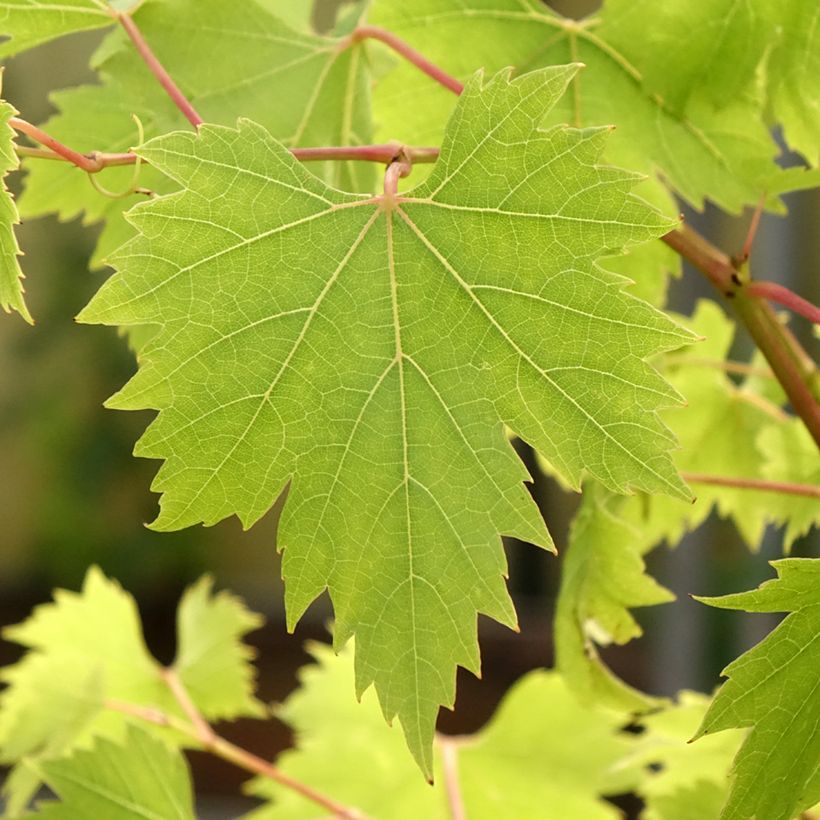 Weinrebe Palatina (Laub)