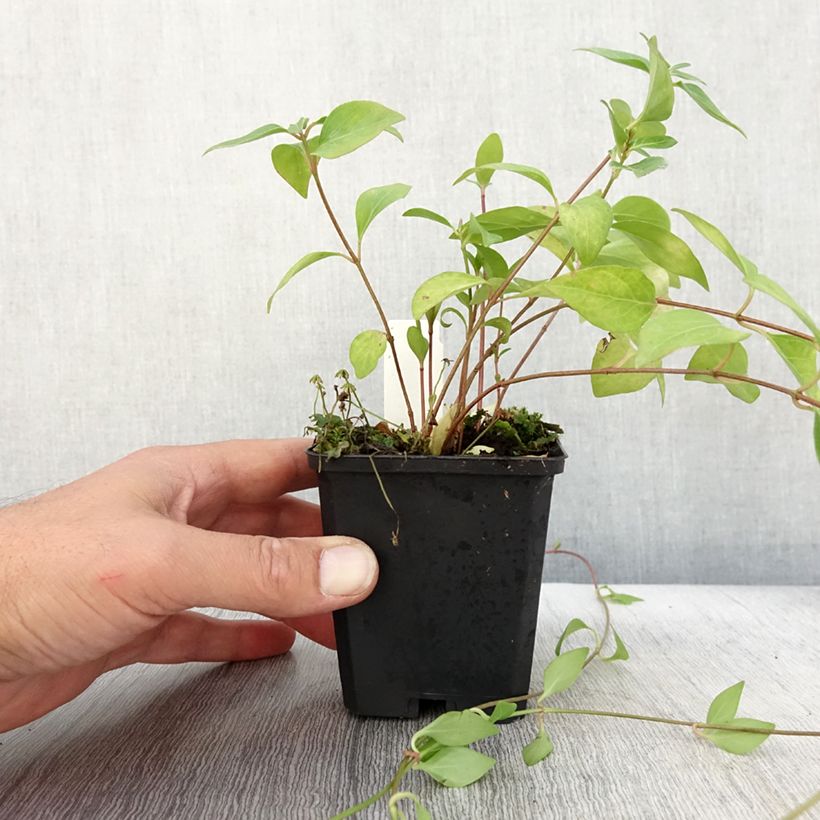 Exemplar von Vinca major Alba - Grande Pervenche blanche Godet de 9cm wie im Herbst geliefert