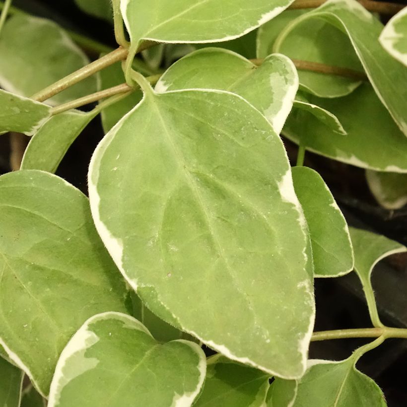 Großes Immergrün Variegata - Vinca major (Laub)