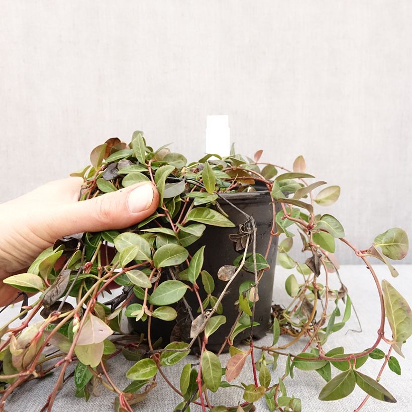 Exemplar von Kleines Immergrün Atropurpurea - Vinca minor Topf mit 2L/3L wie im Winter geliefert