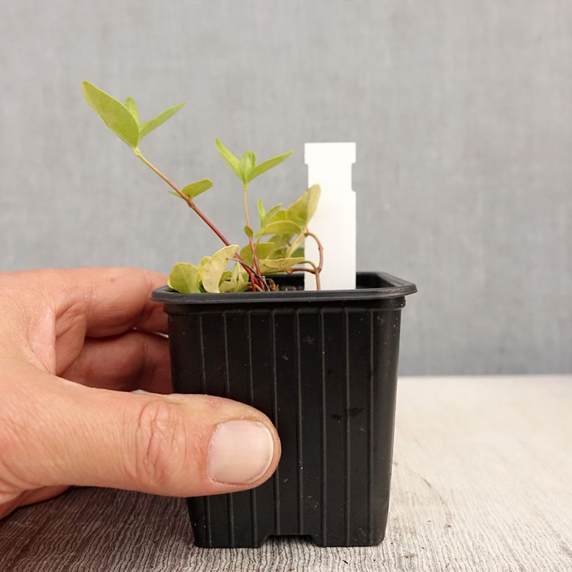 Exemplar von Kleines Immergrün Grüner Teppich - Vinca minor Kleine Töpfe von 8/9 cm wie im Frühjahr geliefert