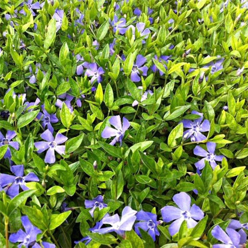 Kleines Immergrün Josefine - Vinca minor (Blüte)