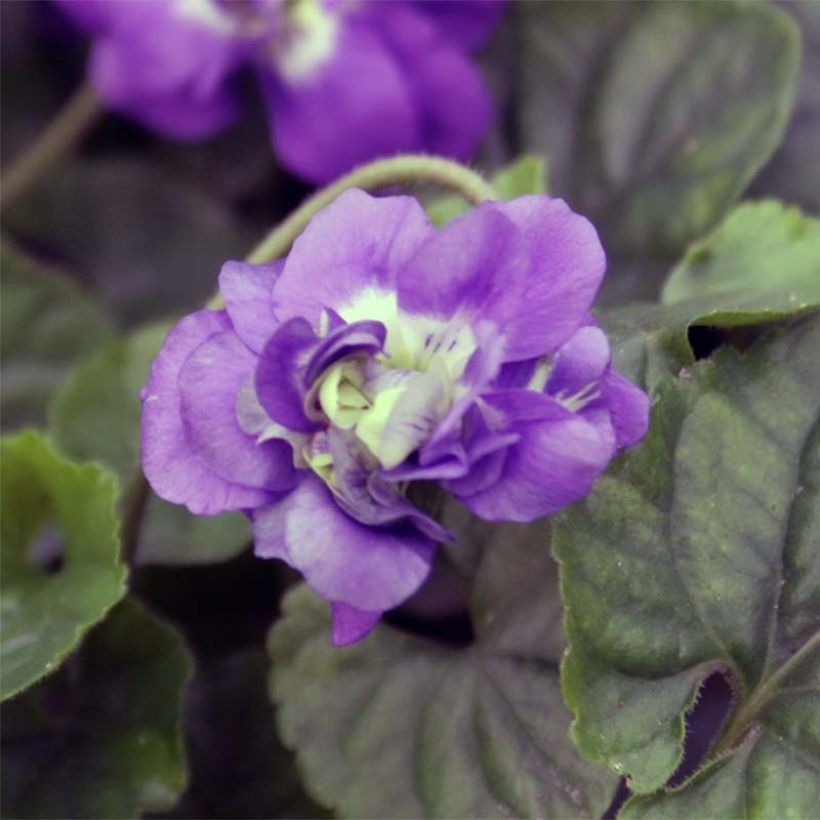 Viola odorata Plena - März-Veilchen (Blüte)