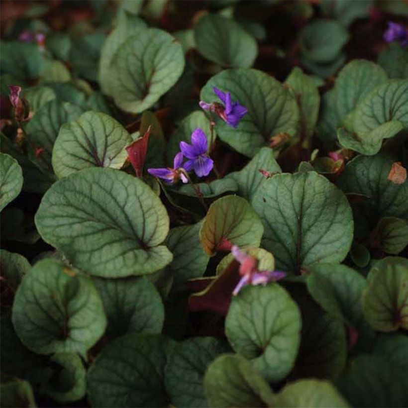 Viola walteri Silver Gem - Veilchen (Blüte)