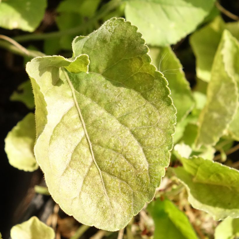 Viola odorata Königin Charlotte - März-Veilchen (Laub)