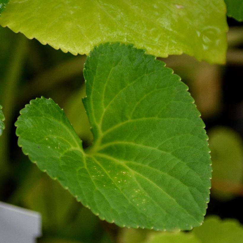 Viola sororia Freckles - Pfingst-Veilchen (Laub)