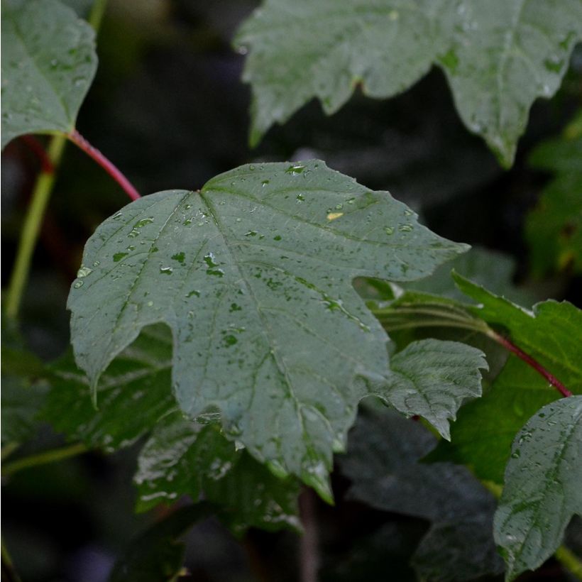 Gewöhnlicher Schneeball - Viburnum opulus (Laub)