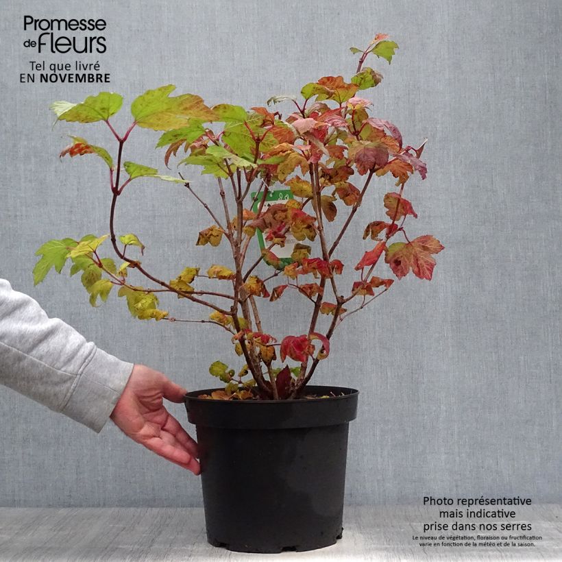 Exemplar von Viorne boule de Neige - Viburnum opulus Roseum en pot de 7,5L/10L wie im Herbst geliefert