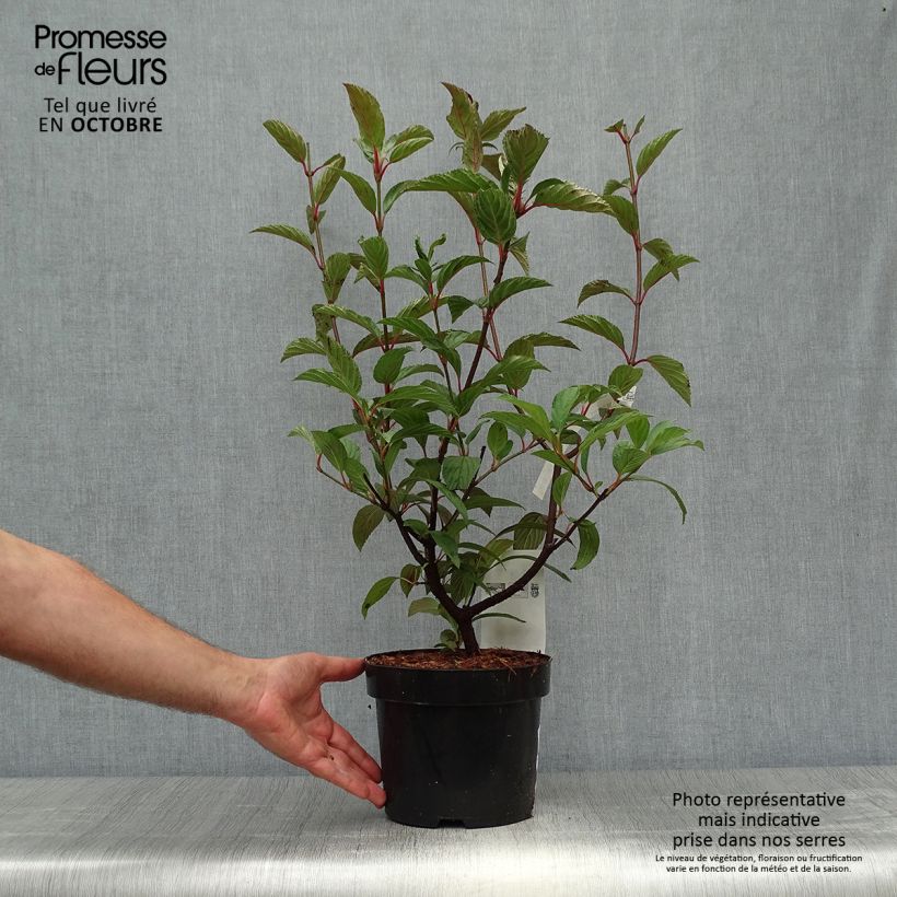 Exemplar von Viorne d'hiver - Viburnum bodnantense Charles Lamont. Pot de 3L/4L wie im Herbst geliefert