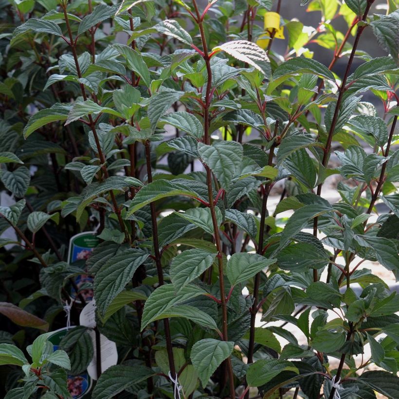 Bodnant-Winterschneeball Dawn - Viburnum bodnantense (Laub)