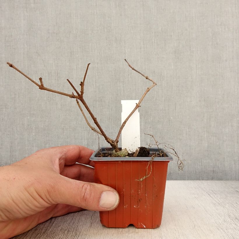 Exemplar von Japanischer Schneeball Mariesii - Viburnum plicatum Kleine Töpfe von 8/9 cm wie im Frühjahr geliefert